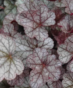 Garden Goods Direct Perennials Heuchera Silver Scrolls