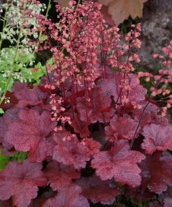 Garden Goods Direct Perennials Heuchera Cherry Cola