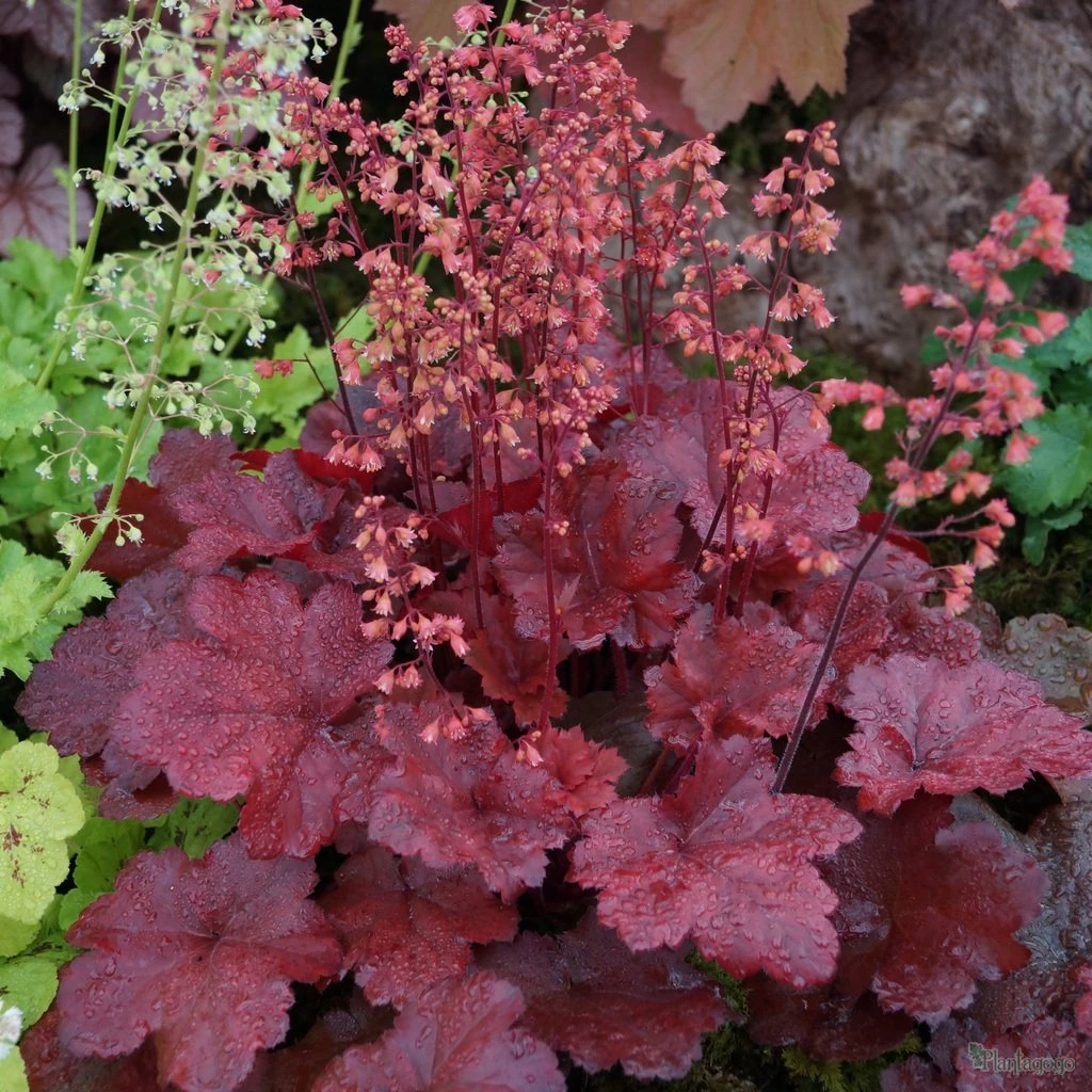 Garden Goods Direct Perennials Heuchera Cherry Cola 1 Garden Goods Direct Perennials Heuchera Cherry Cola