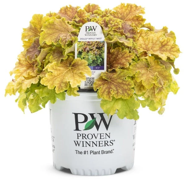 Garden Goods Direct Dolce® 'Apple Twist' Coral Bells 3 Garden Goods Direct Dolce® 'Apple Twist' Coral Bells