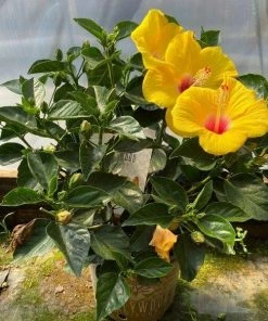 Garden Goods Direct Yellow Hibiscus House Plants