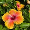 Garden Goods Direct Fiesta Hibiscus