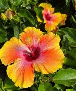 Garden Goods Direct Fiesta Hibiscus