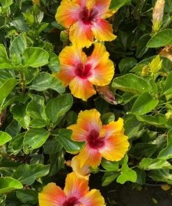 Garden Goods Direct Fiesta Hibiscus
