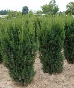 Garden Goods Direct Shrubs Hicks Yew