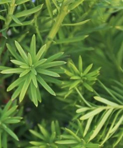 Garden Goods Direct Shrubs Hicks Yew