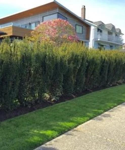 Garden Goods Direct Shrubs Hicks Yew