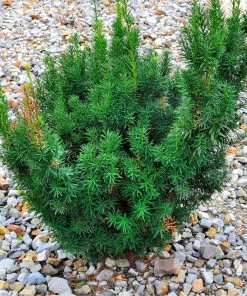 Garden Goods Direct Shrubs Hicks Yew