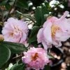 Garden Goods Direct Shrubs Camellia High Fragrance