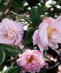 Garden Goods Direct Shrubs Camellia High Fragrance