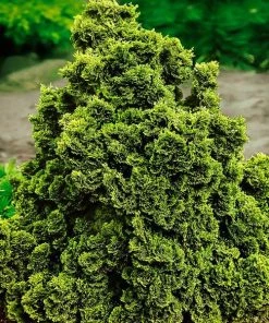 Garden Goods Direct Shrubs Dwarf Hinoki Cypress