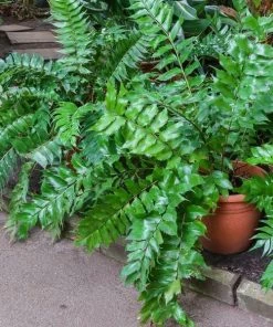 Garden Goods Direct Perennials Japanese Holly Fern
