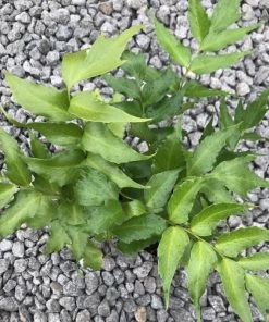 Garden Goods Direct Perennials Japanese Holly Fern 6 Garden Goods Direct Perennials Japanese Holly Fern