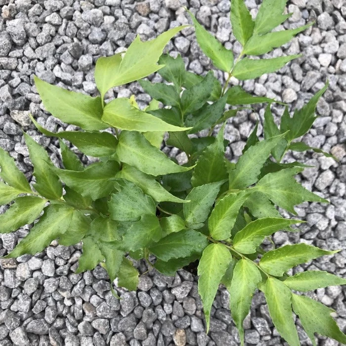 Garden Goods Direct Perennials Japanese Holly Fern 3 Garden Goods Direct Perennials Japanese Holly Fern