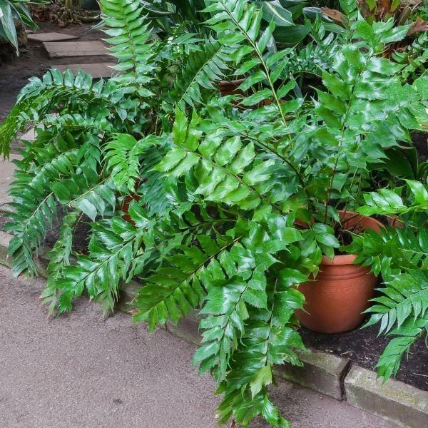 Garden Goods Direct Perennials Japanese Holly Fern 2 Garden Goods Direct Perennials Japanese Holly Fern