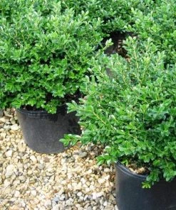 Garden Goods Direct Shrubs Hoogendorn Holly