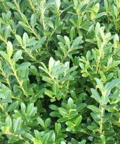 Garden Goods Direct Shrubs Hoogendorn Holly