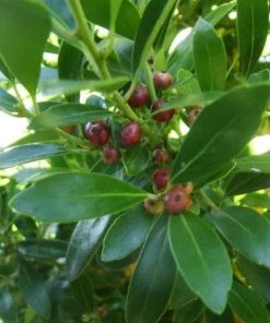 Garden Goods Direct Compact Inkberry Holly Shrubs