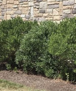 Garden Goods Direct Compact Inkberry Holly Shrubs