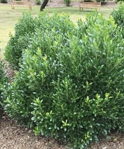 Garden Goods Direct Compact Inkberry Holly Shrubs