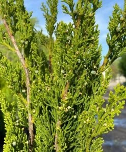 Garden Goods Direct Hollywood Juniper Trees