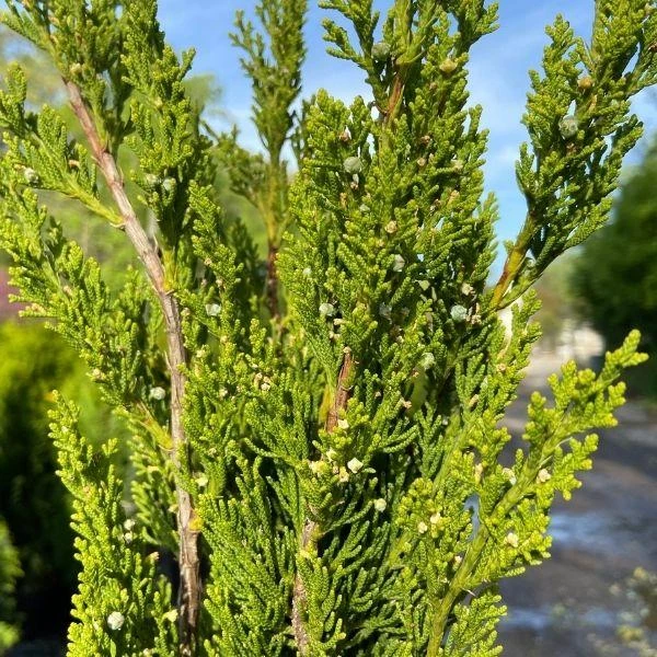 Garden Goods Direct Hollywood Juniper Trees 2 Garden Goods Direct Hollywood Juniper Trees