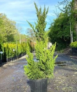 Garden Goods Direct Hollywood Juniper Trees 7 Garden Goods Direct Hollywood Juniper Trees