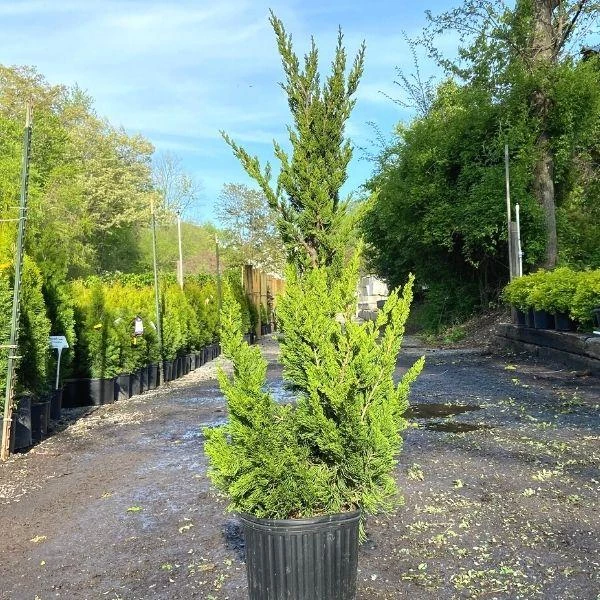 Garden Goods Direct Hollywood Juniper Trees 4 Garden Goods Direct Hollywood Juniper Trees