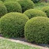 Garden Goods Direct Shrubs Hoogendorn Holly