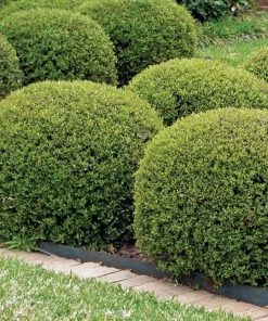 Garden Goods Direct Shrubs Hoogendorn Holly