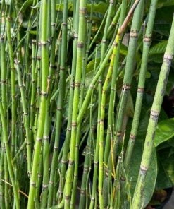 Garden Goods Direct Perennials Equisetum Hyemale Horsetail Plant