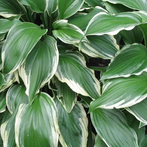 Garden Goods Direct Perennials Hosta Albomarginata 3 Garden Goods Direct Perennials Hosta Albomarginata