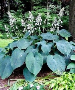 Garden Goods Direct Hosta Blue Angel Perennials
