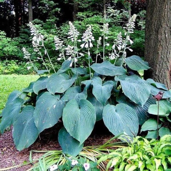 Garden Goods Direct Hosta Blue Angel Perennials 1 Garden Goods Direct Hosta Blue Angel Perennials