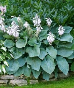 Garden Goods Direct Hosta Blue Angel Perennials