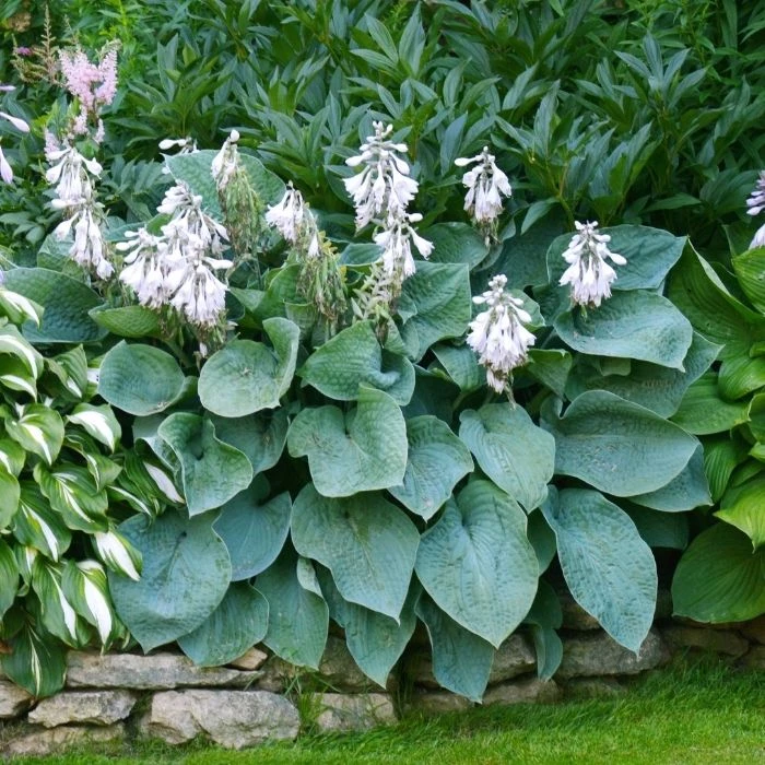 Garden Goods Direct Hosta Blue Angel Perennials 2 Garden Goods Direct Hosta Blue Angel Perennials