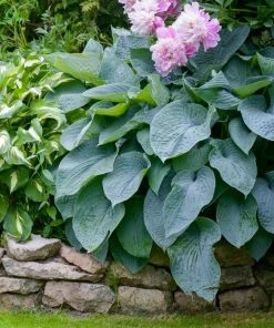 Garden Goods Direct Hosta Blue Angel Perennials 6 Garden Goods Direct Hosta Blue Angel Perennials