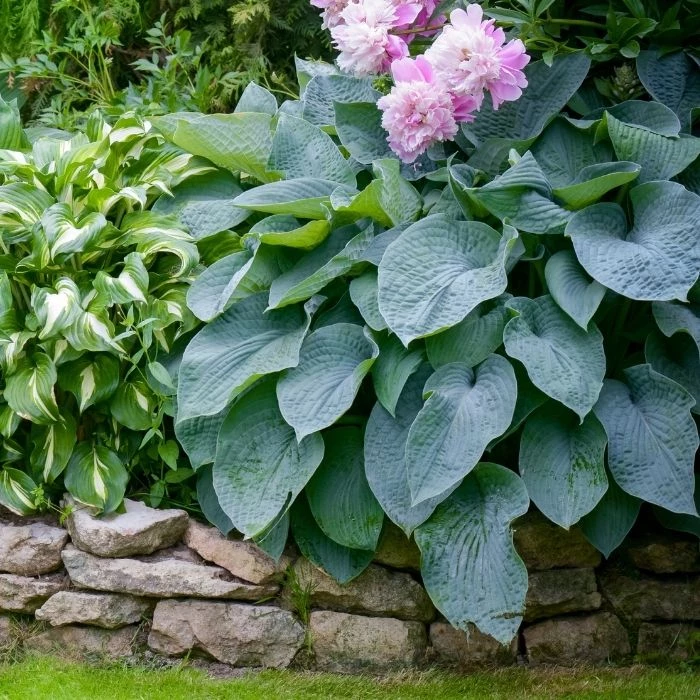 Garden Goods Direct Hosta Blue Angel Perennials 3 Garden Goods Direct Hosta Blue Angel Perennials