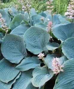 Garden Goods Direct Hosta Blue Angel Perennials 7 Garden Goods Direct Hosta Blue Angel Perennials
