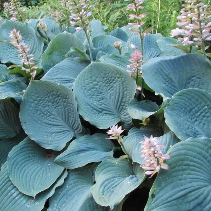 Garden Goods Direct Hosta Blue Angel Perennials 4 Garden Goods Direct Hosta Blue Angel Perennials