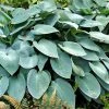 Garden Goods Direct Hosta Blue Cadet Perennials