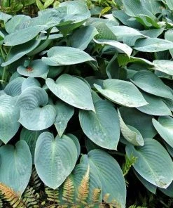 Garden Goods Direct Hosta Blue Cadet Perennials