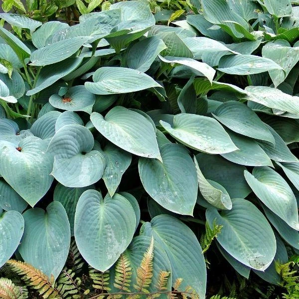 Garden Goods Direct Hosta Blue Cadet Perennials 1 Garden Goods Direct Hosta Blue Cadet Perennials