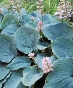 Garden Goods Direct Hosta Blue Cadet Perennials 6 Garden Goods Direct Hosta Blue Cadet Perennials