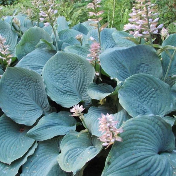 Garden Goods Direct Hosta Blue Cadet Perennials 3 Garden Goods Direct Hosta Blue Cadet Perennials