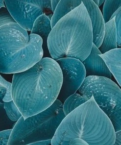 Garden Goods Direct Hosta Blue Cadet Perennials 7 Garden Goods Direct Hosta Blue Cadet Perennials