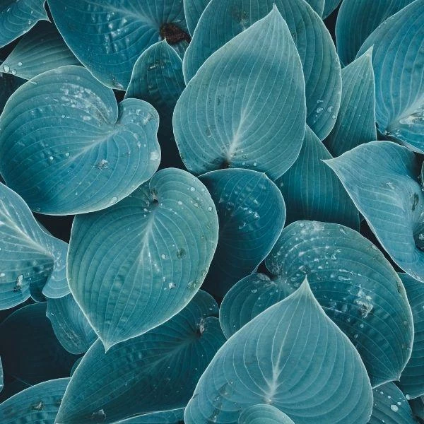 Garden Goods Direct Hosta Blue Cadet Perennials 4 Garden Goods Direct Hosta Blue Cadet Perennials