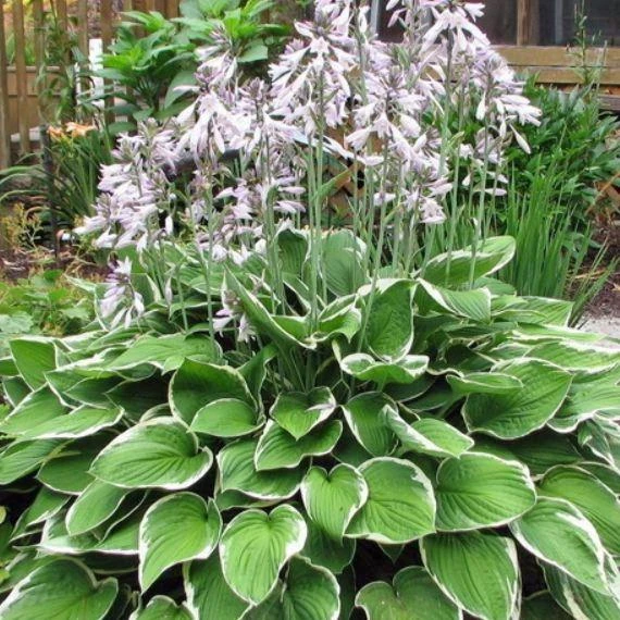 Garden Goods Direct Perennials Hosta Francee 3 Garden Goods Direct Perennials Hosta Francee