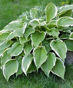 Garden Goods Direct Perennials Hosta Francee