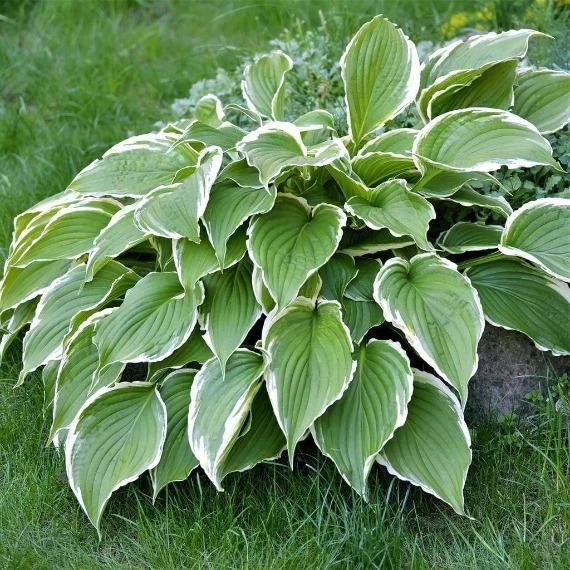 Garden Goods Direct Perennials Hosta Francee 2 Garden Goods Direct Perennials Hosta Francee